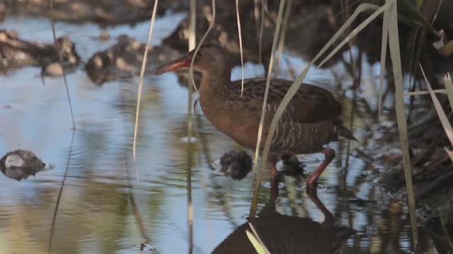 Mangrove Rail - ML611875034