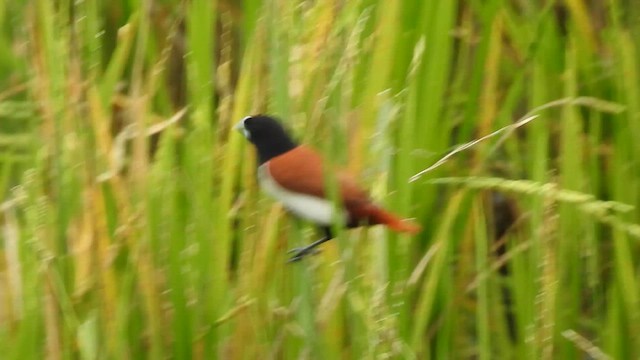 Tricolored Munia - ML611875086