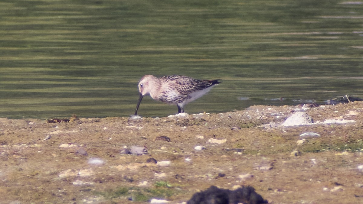 Хар элсэг - ML611875094