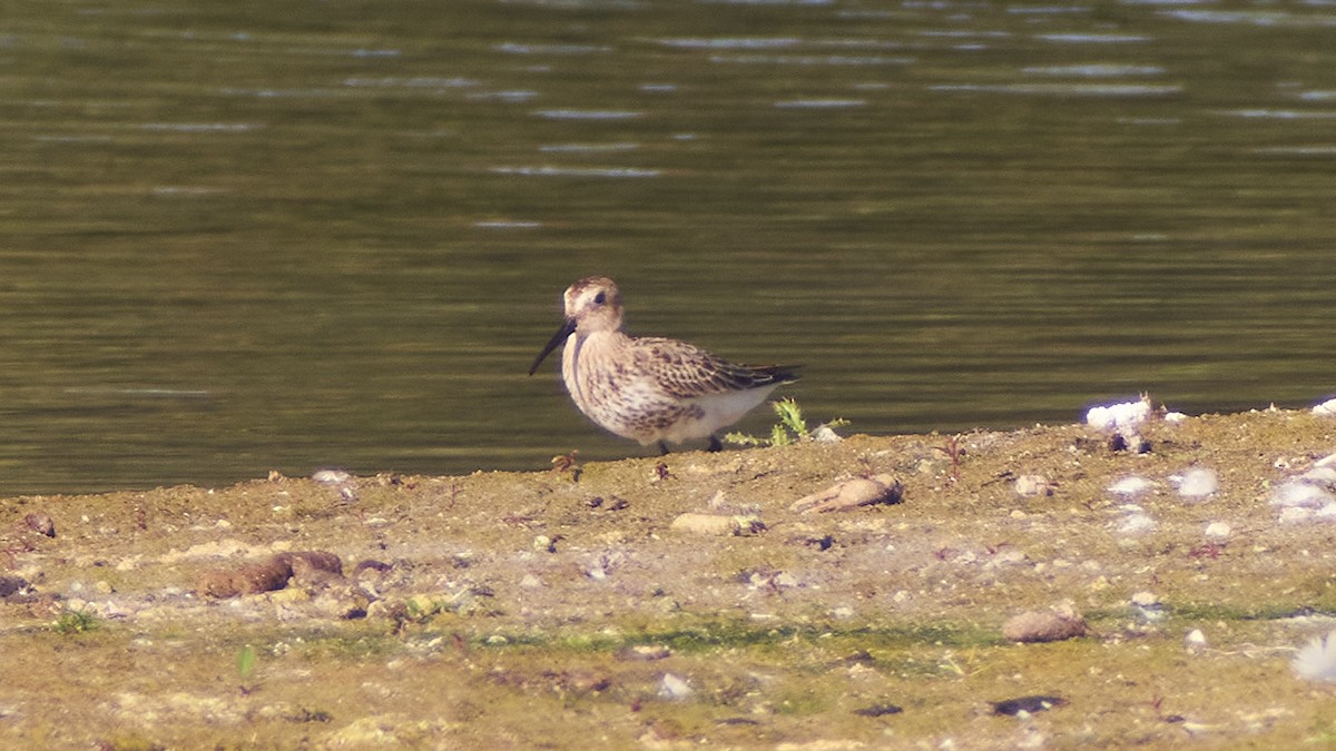 Хар элсэг - ML611875095