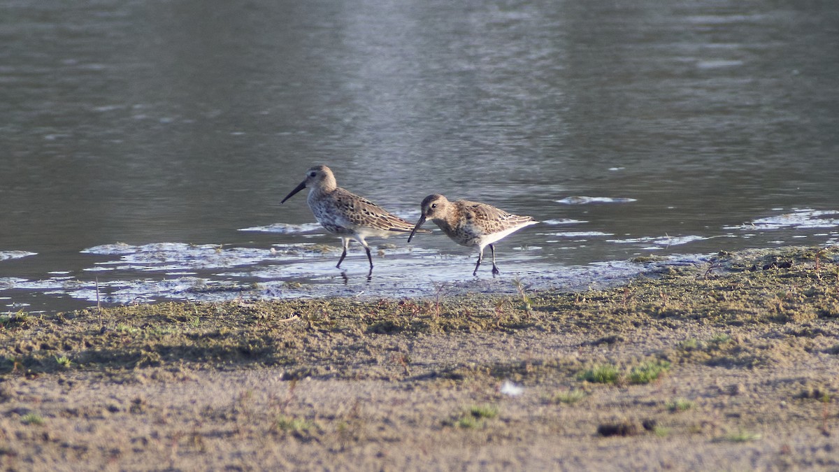 Хар элсэг - ML611875096