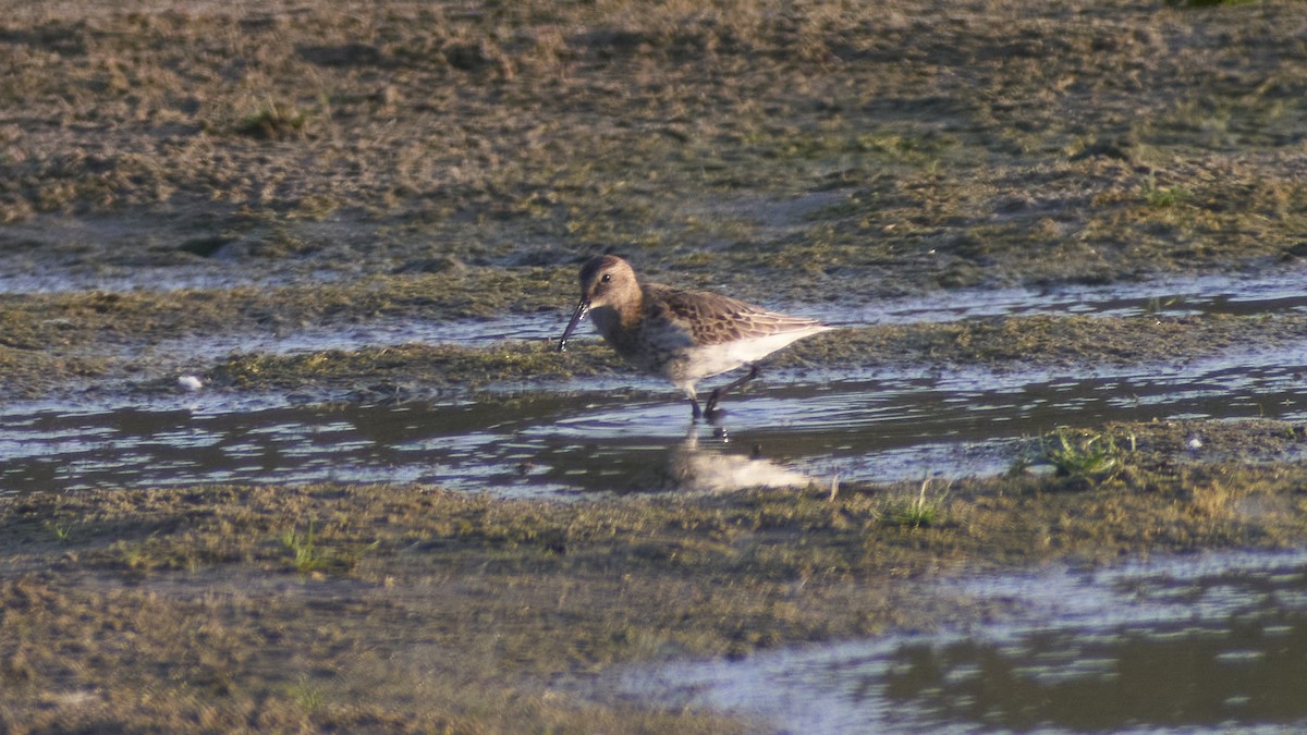 Хар элсэг - ML611875097