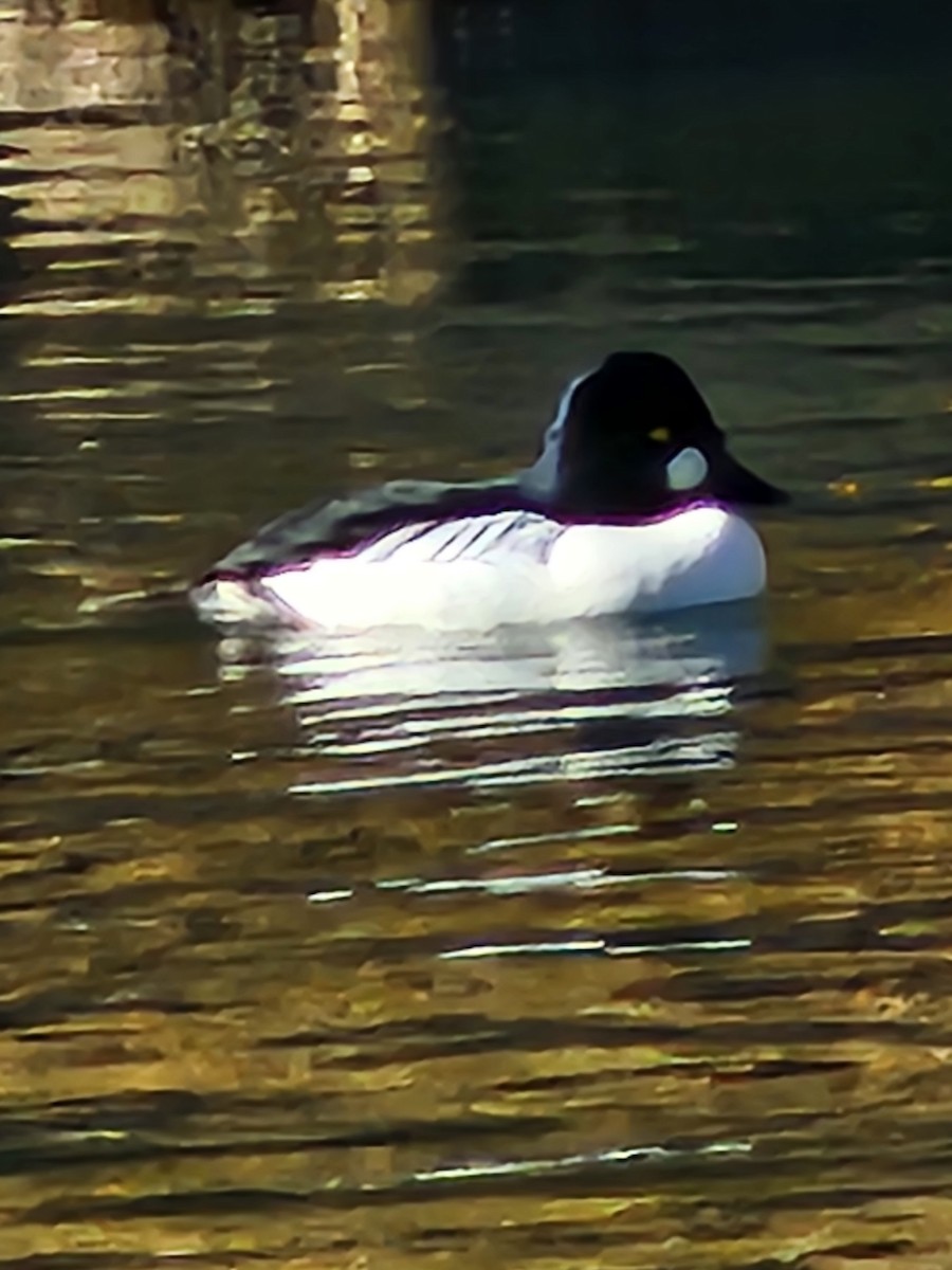 Common Goldeneye - ML611875103