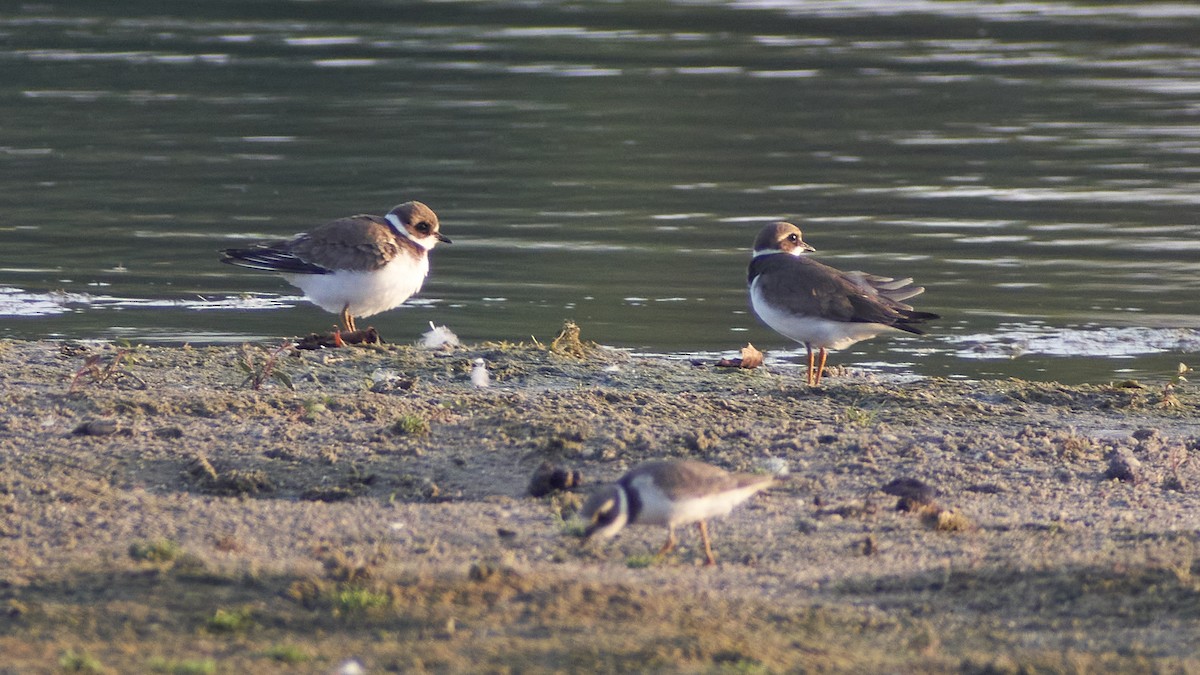 Хүзүүвчит хиазат - ML611875118