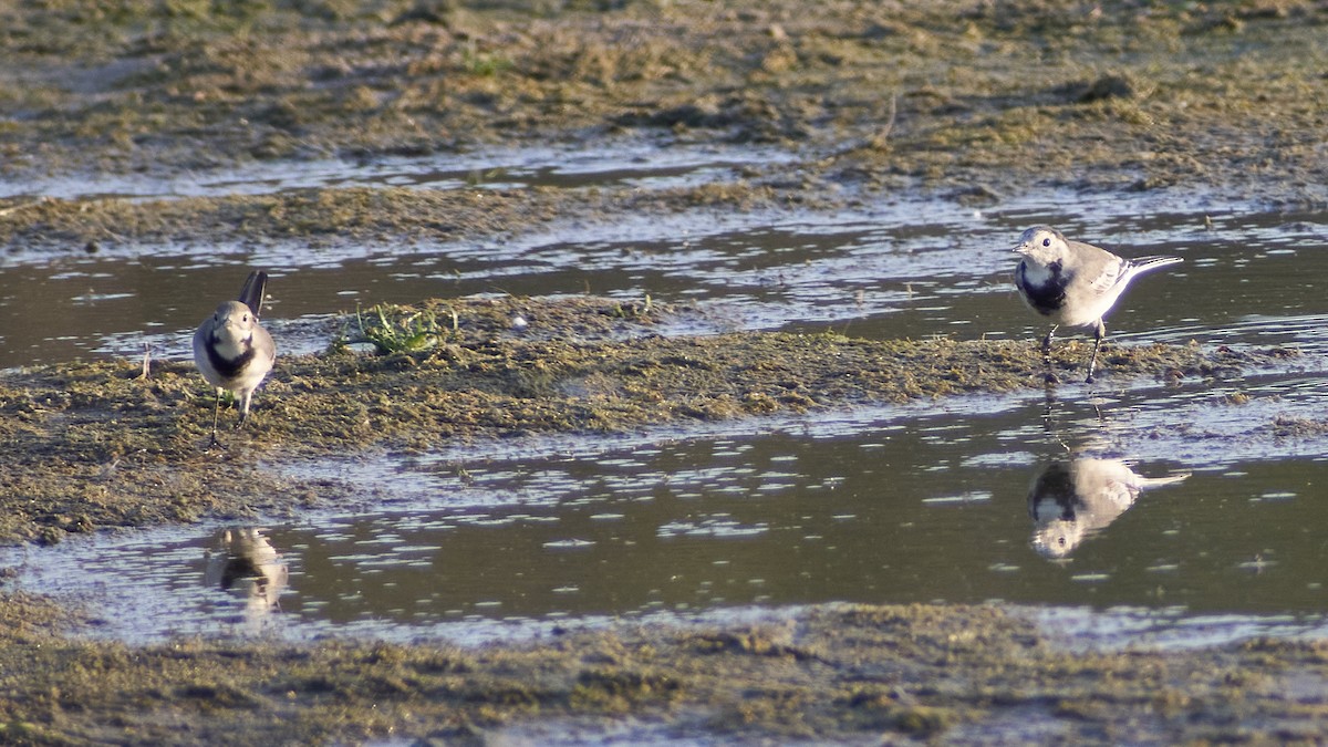 Хөх цэгцгий - ML611875125