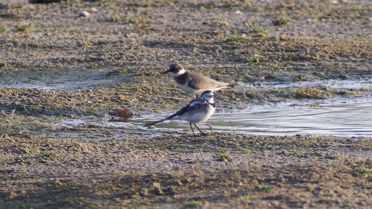 Хөх цэгцгий - ML611875126