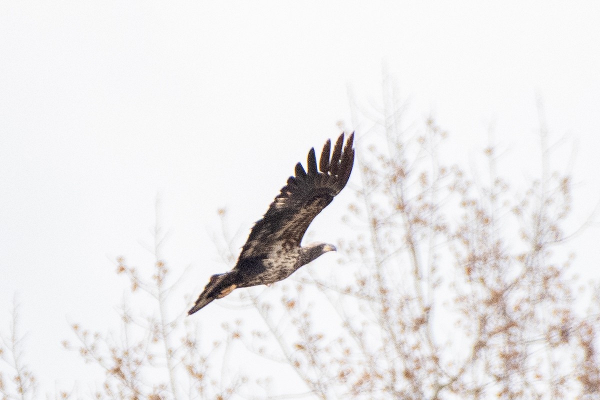 Bald Eagle - Mike Winck