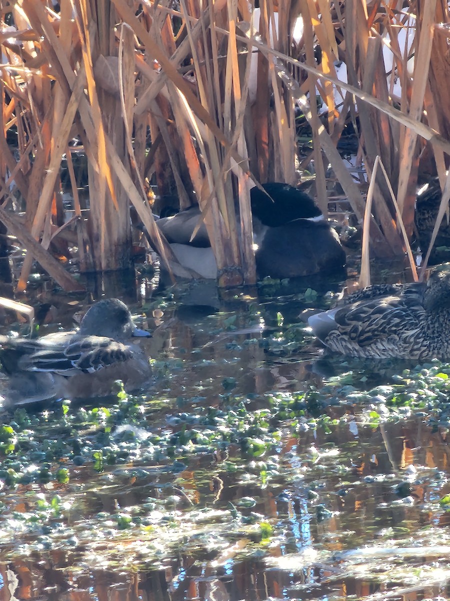 Canard d'Amérique - ML611875134