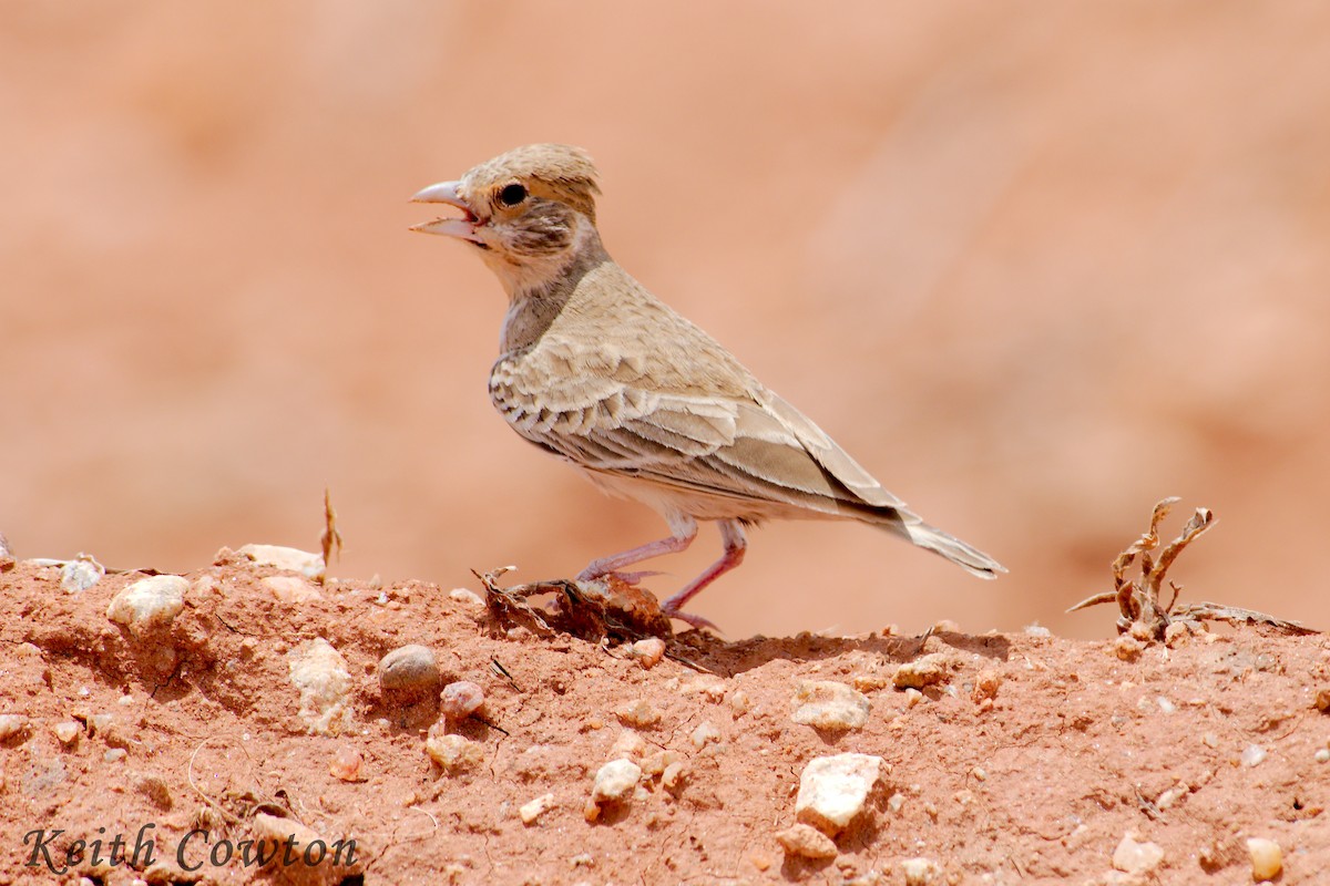 Fischer's Sparrow-Lark - Keith Cowton