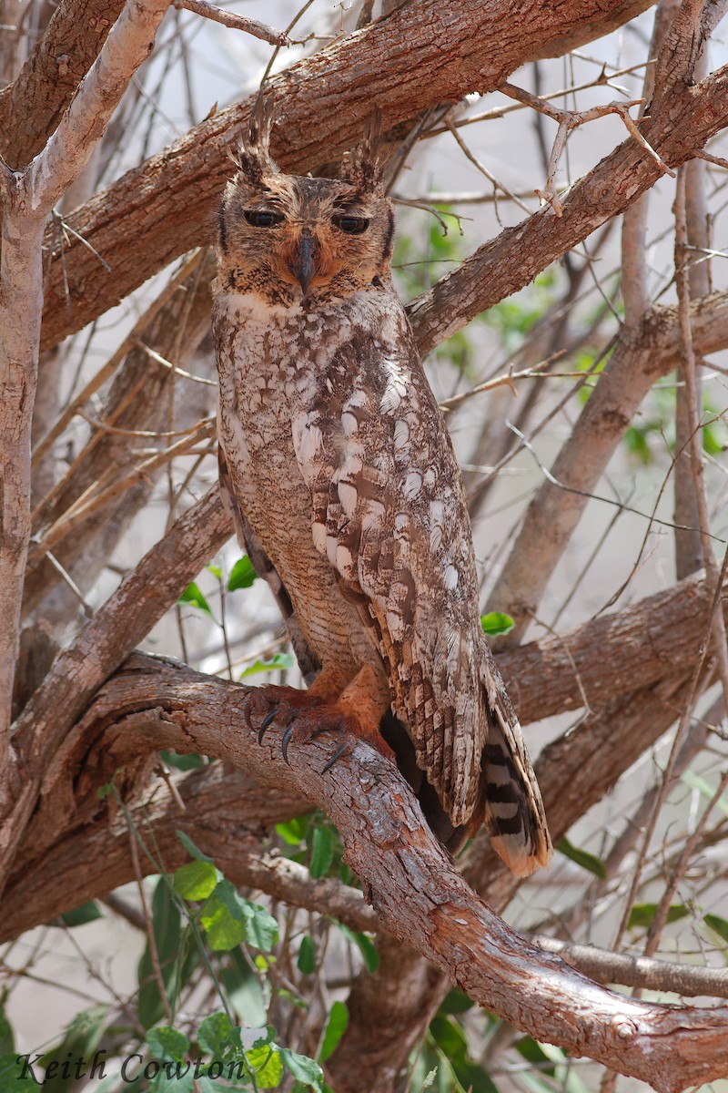 Grayish Eagle-Owl - Keith Cowton