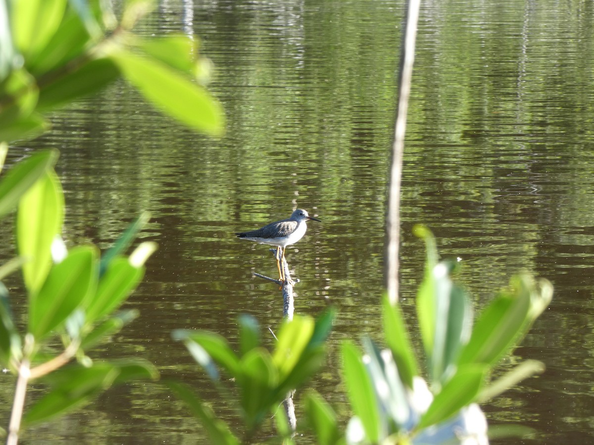 Lesser Yellowlegs - ML611875162