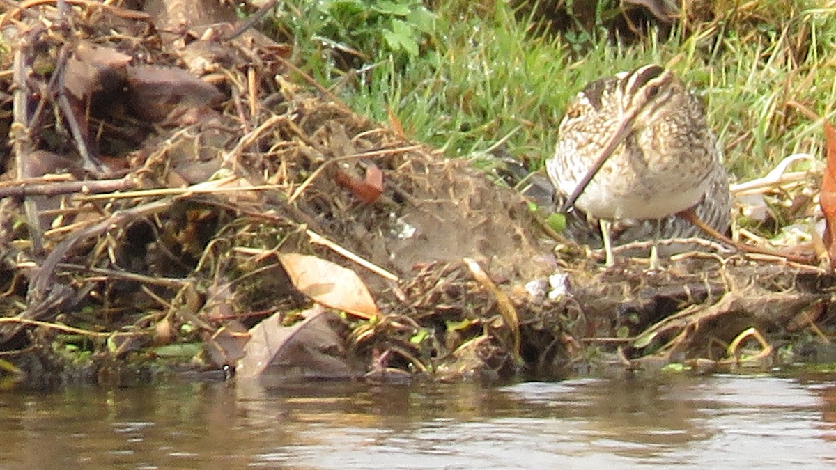 Wilson's Snipe - ML611875199