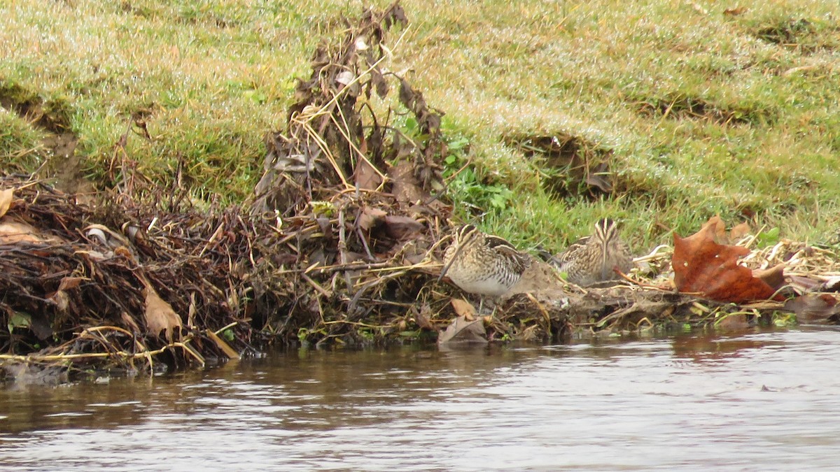 Wilson's Snipe - ML611875200