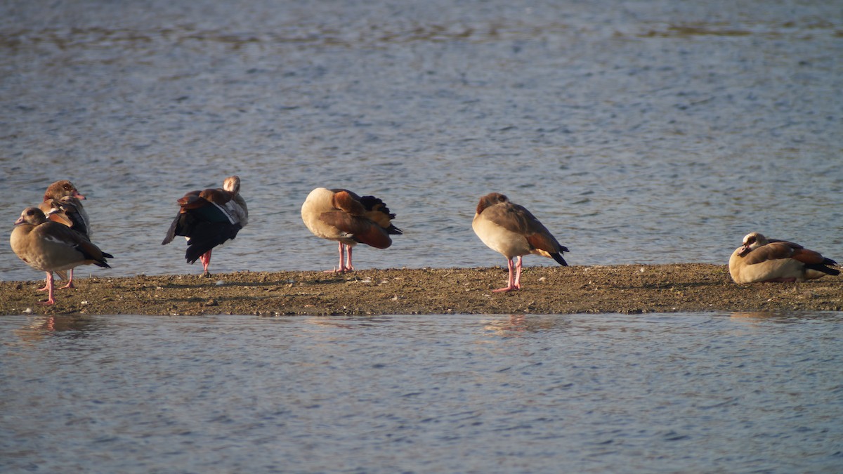 Egyptian Goose - ML611875201