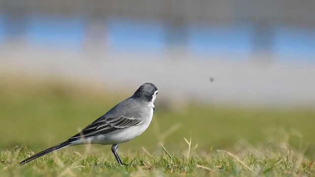 White Wagtail - ML611875202