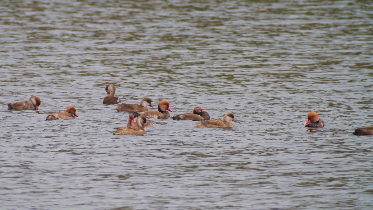 Улаан хошуут биваан - ML611875221