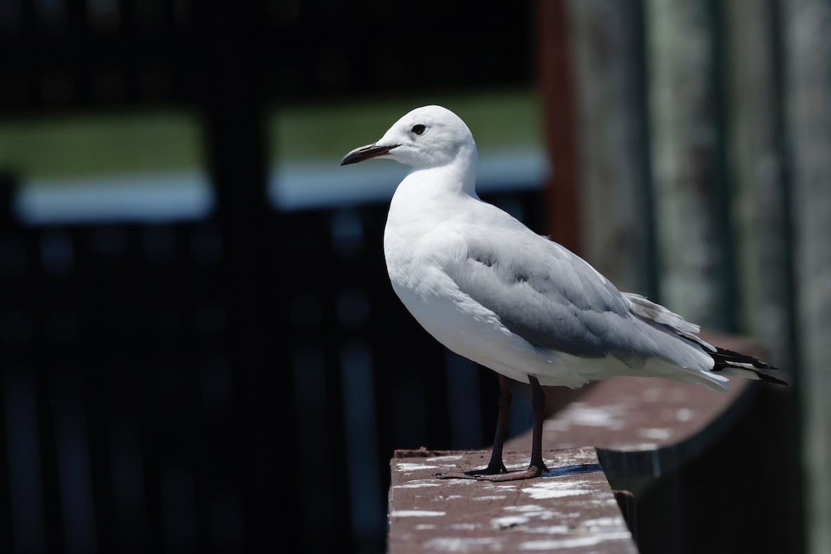 Hartlaub's Gull - ML611875224