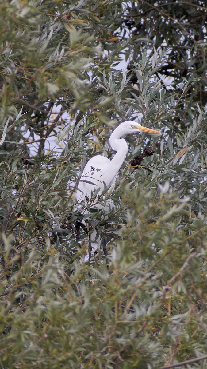 Цасч дэглий - ML611875231