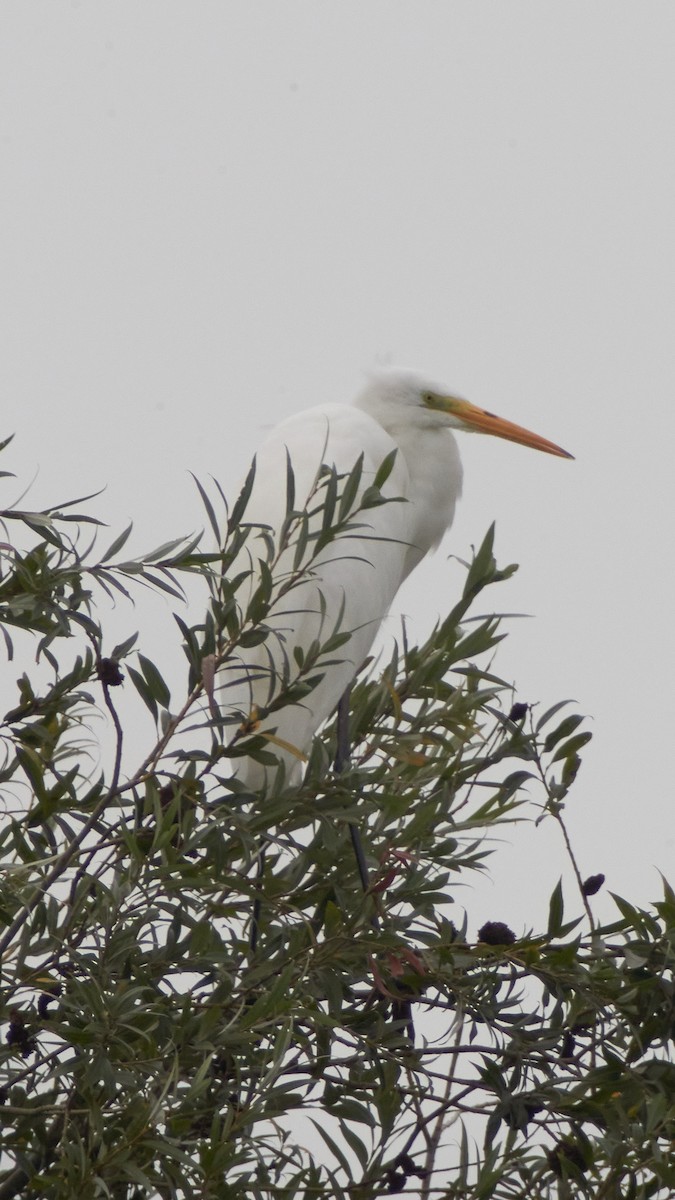 Цасч дэглий - ML611875232