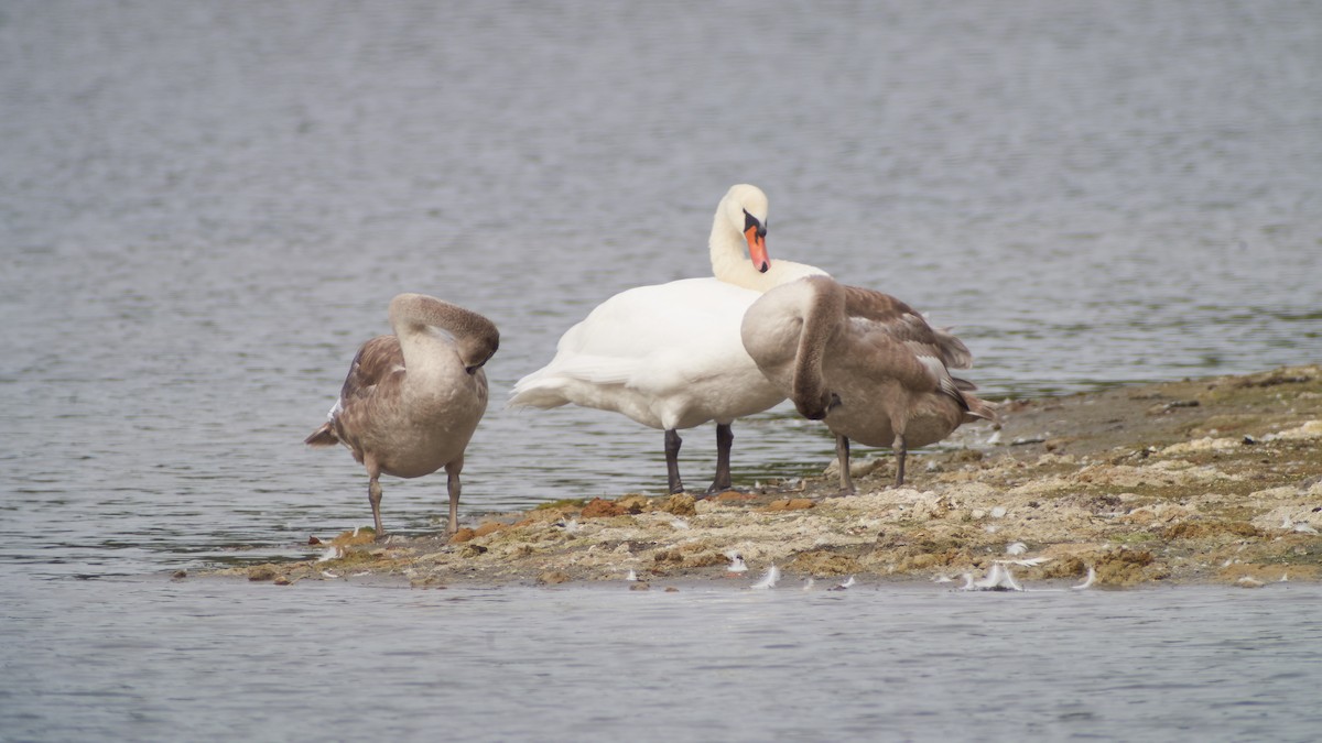 Хуруут хун - ML611875240