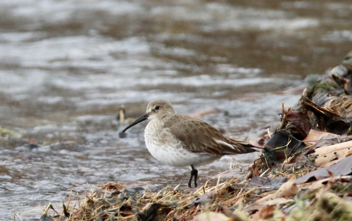 Dunlin - ML611875246