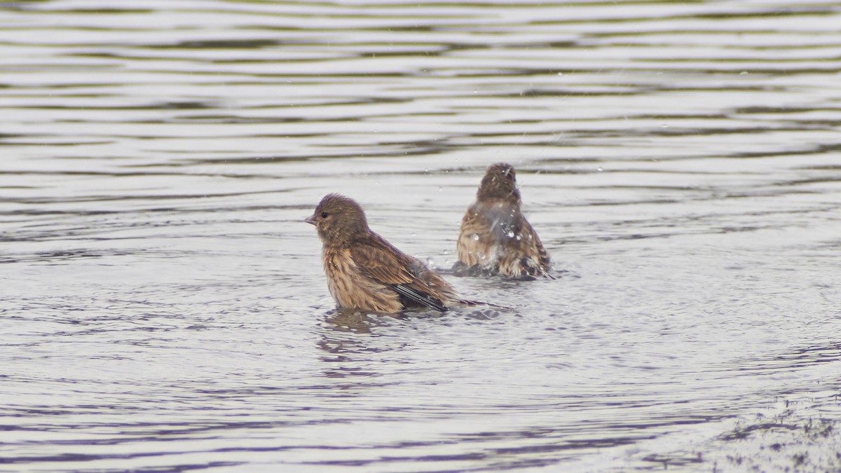 Алтан цэгцүүхэй - ML611875265