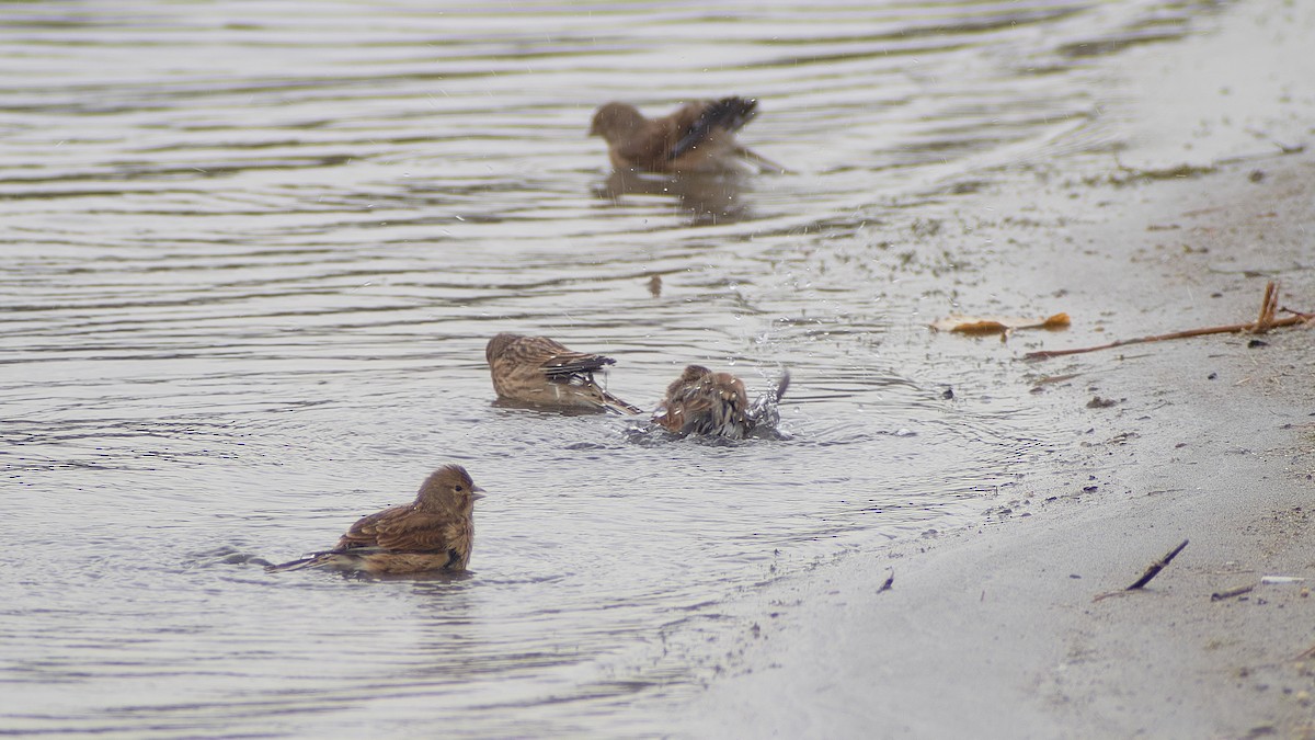 Алтан цэгцүүхэй - ML611875266