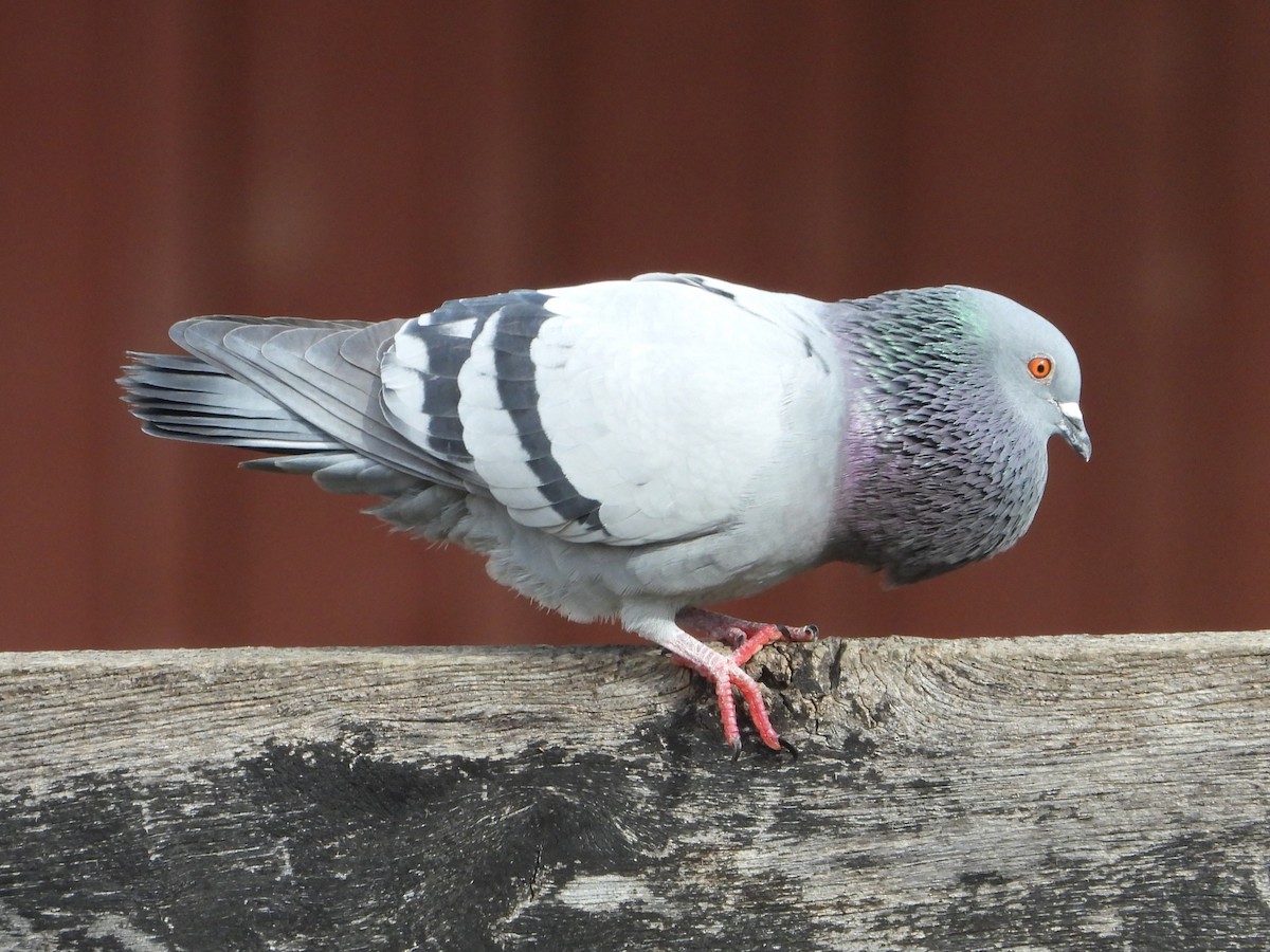 Rock Pigeon (Feral Pigeon) - ML611875297