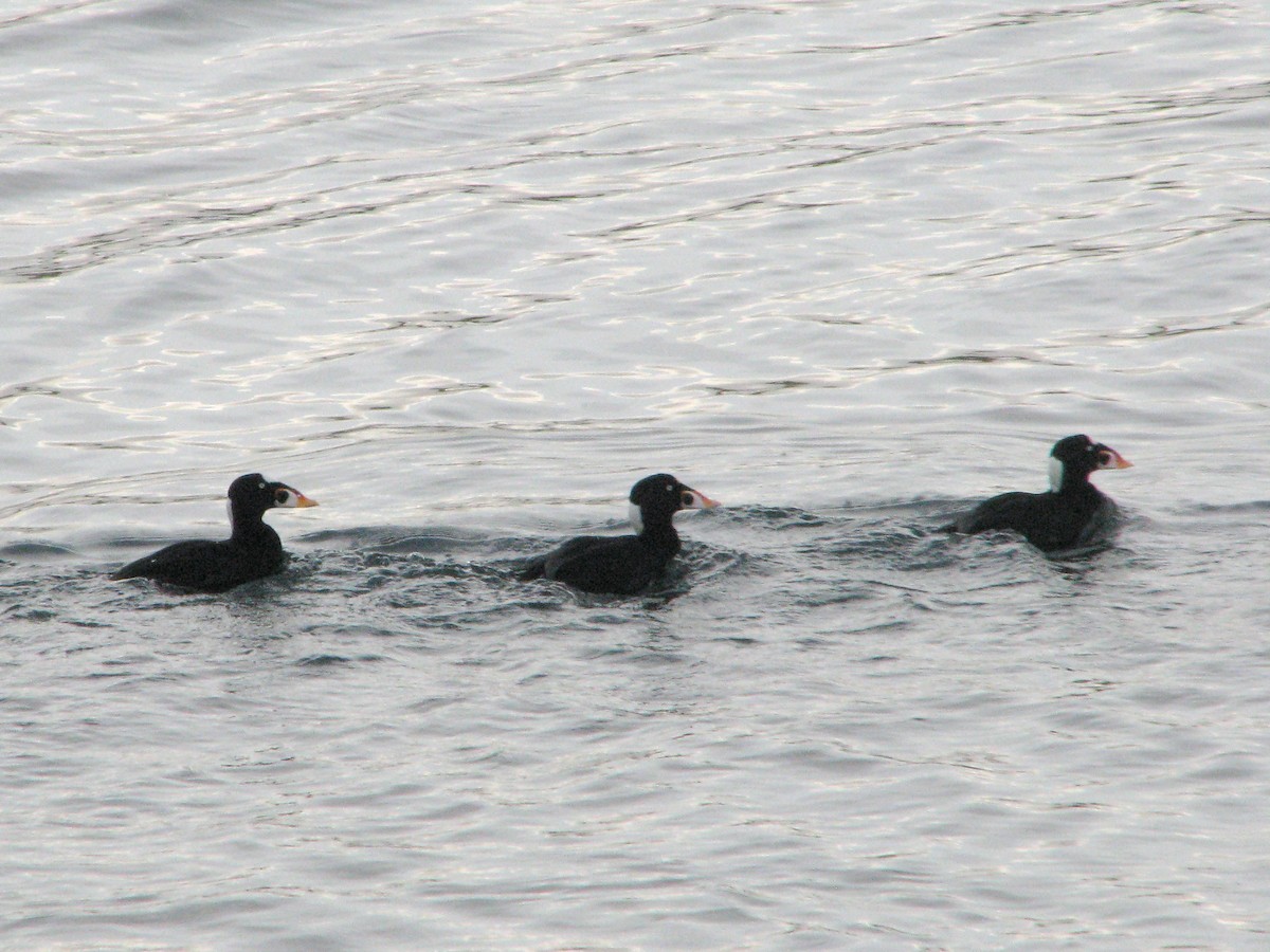 Surf Scoter - V. Lohr