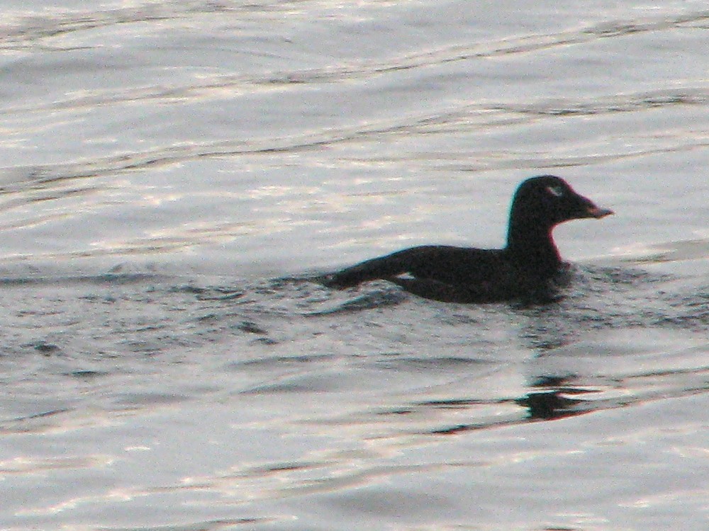 White-winged Scoter - V. Lohr