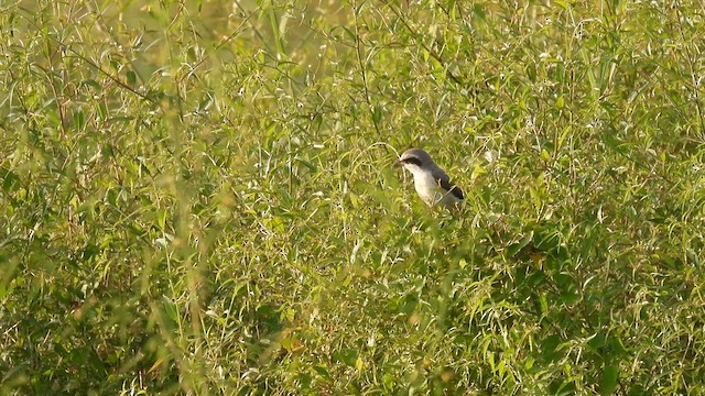 Brown Shrike (Philippine) - ML611875371