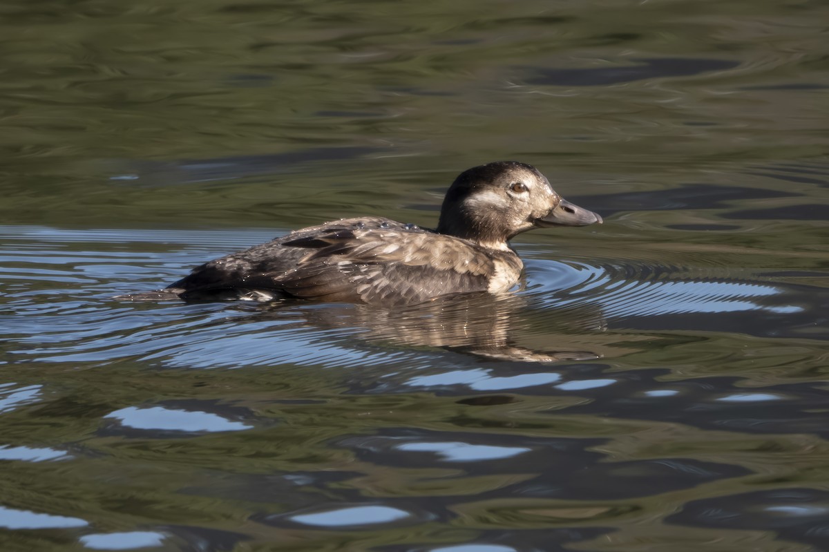 Long-tailed Duck - Diana Byrne