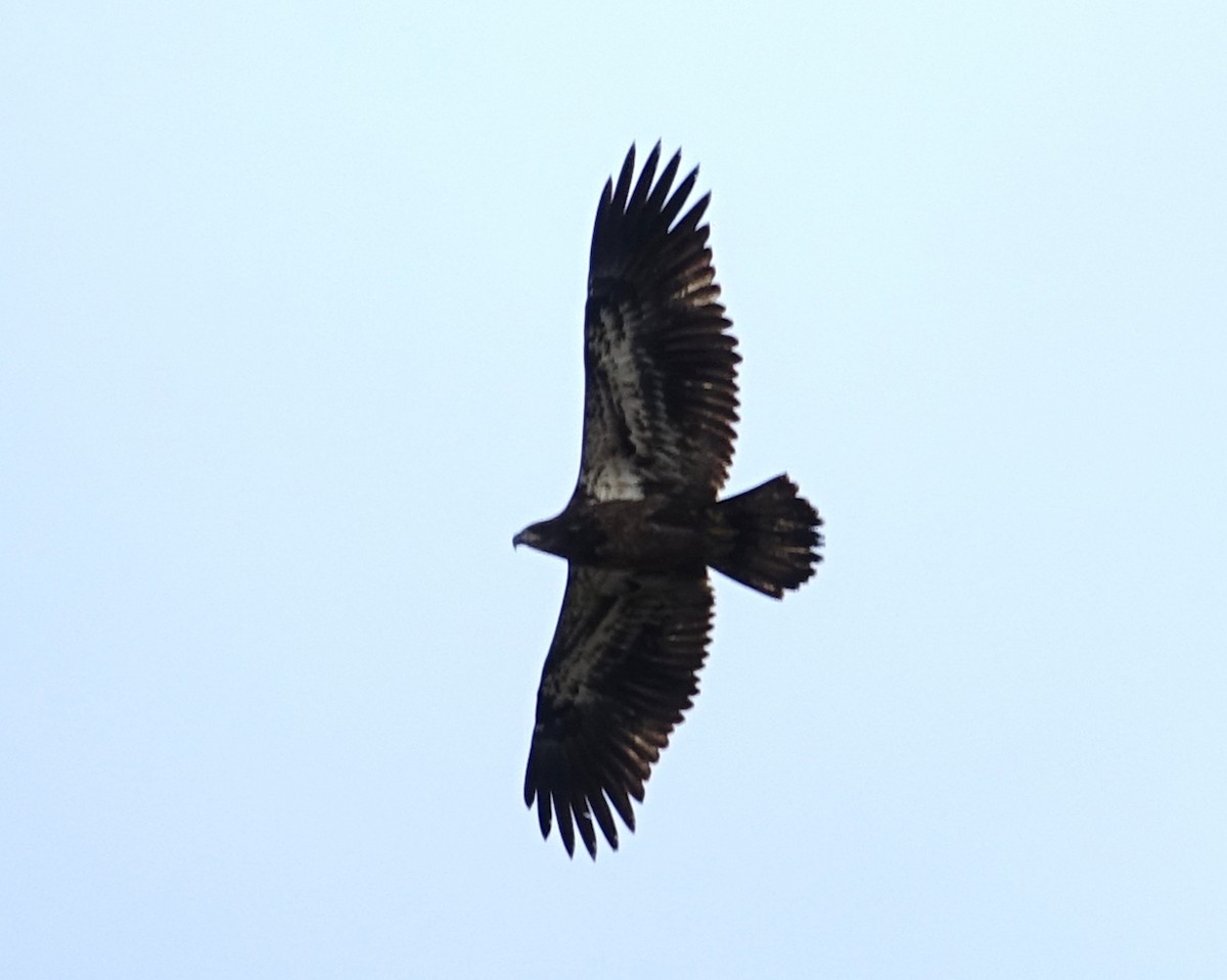 Bald Eagle - ML611875568