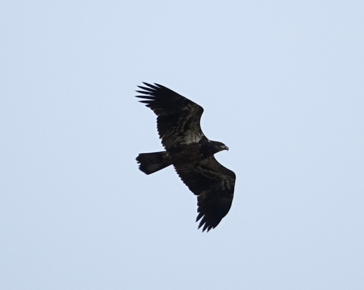 Bald Eagle - ML611875569