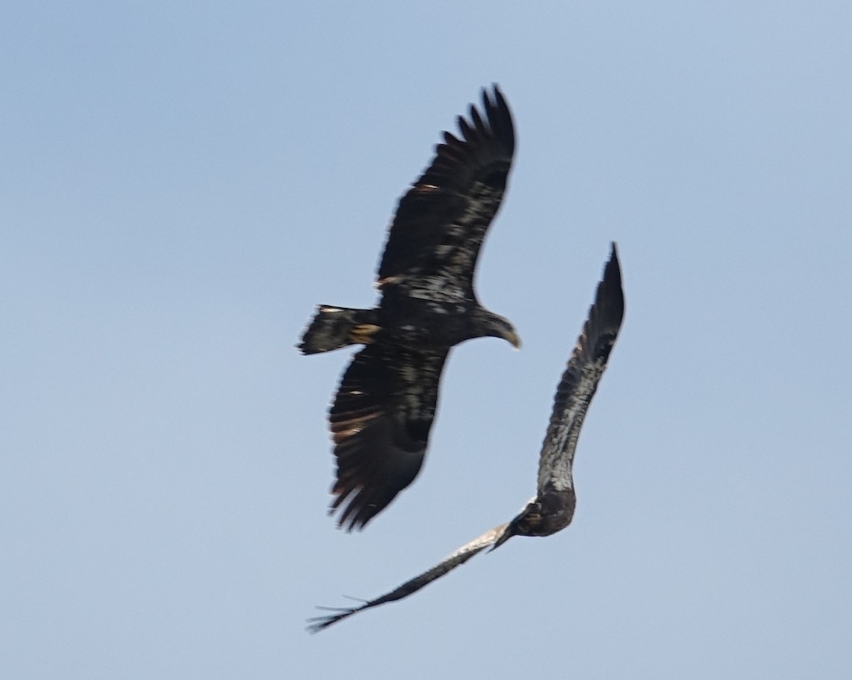 Bald Eagle - ML611875570