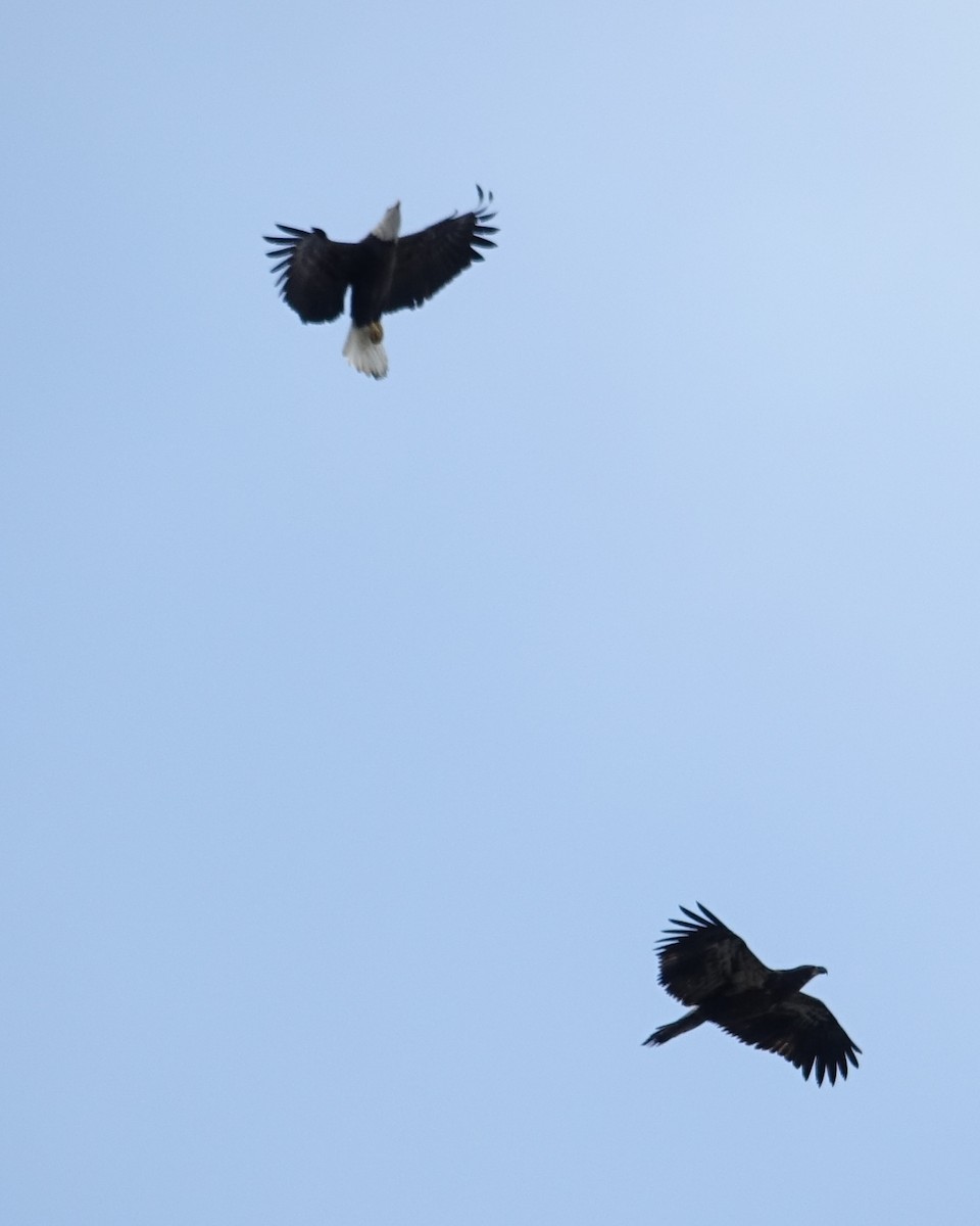 Bald Eagle - ML611875571