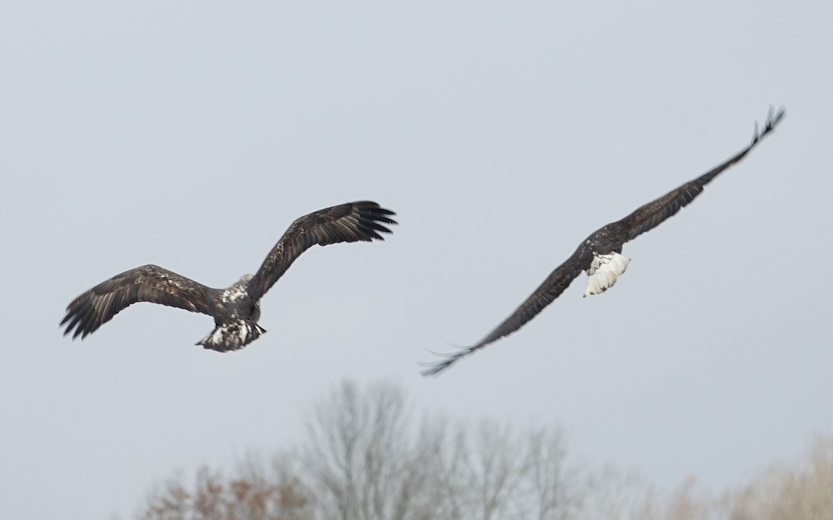 Bald Eagle - ML611875572