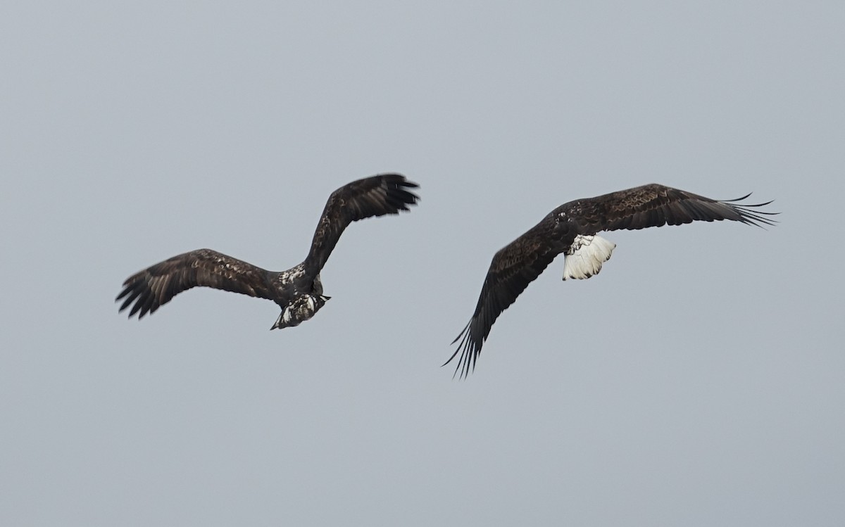 Bald Eagle - ML611875574