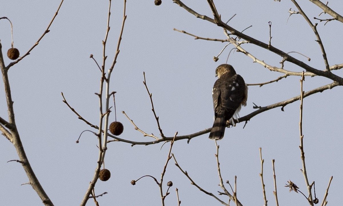 Sharp-shinned Hawk - ML611875672