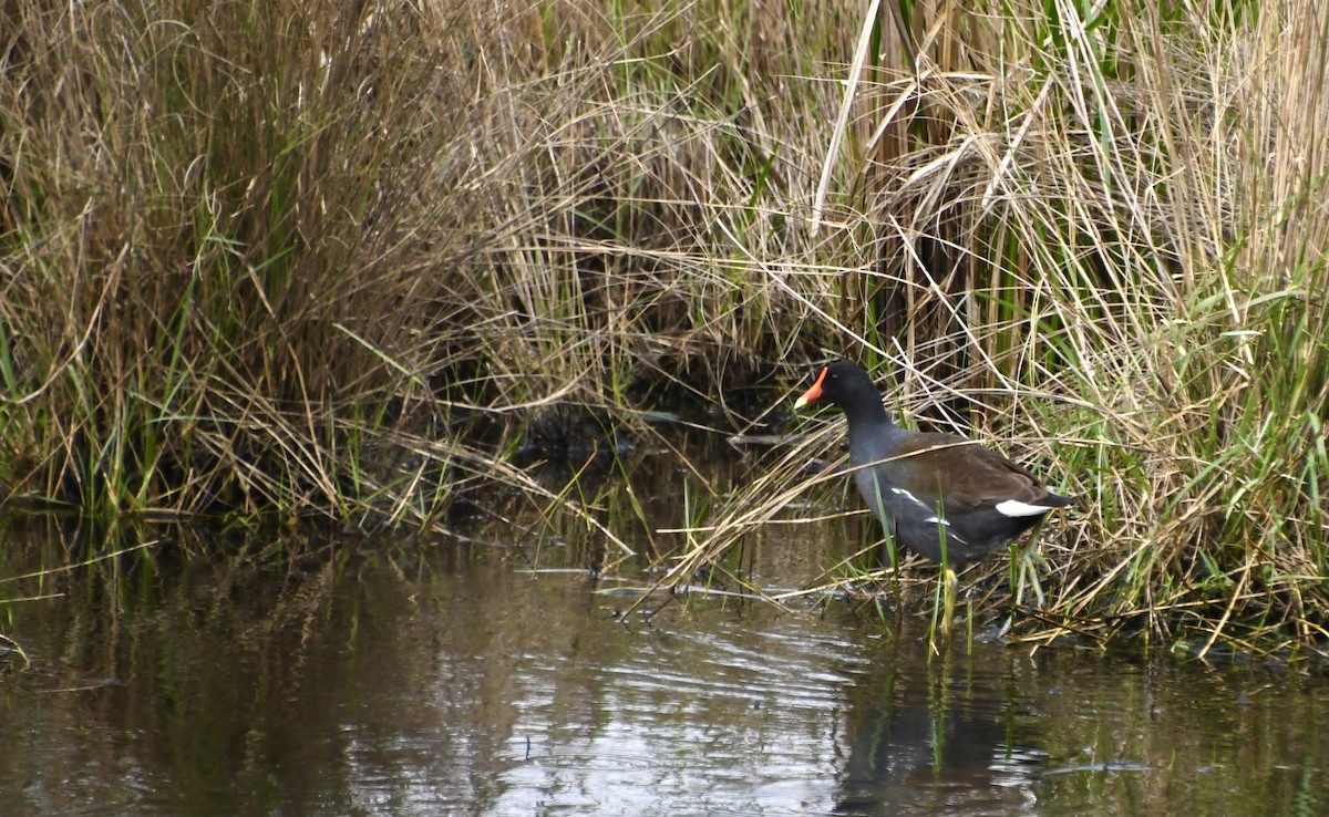 Common Gallinule - ML611875763