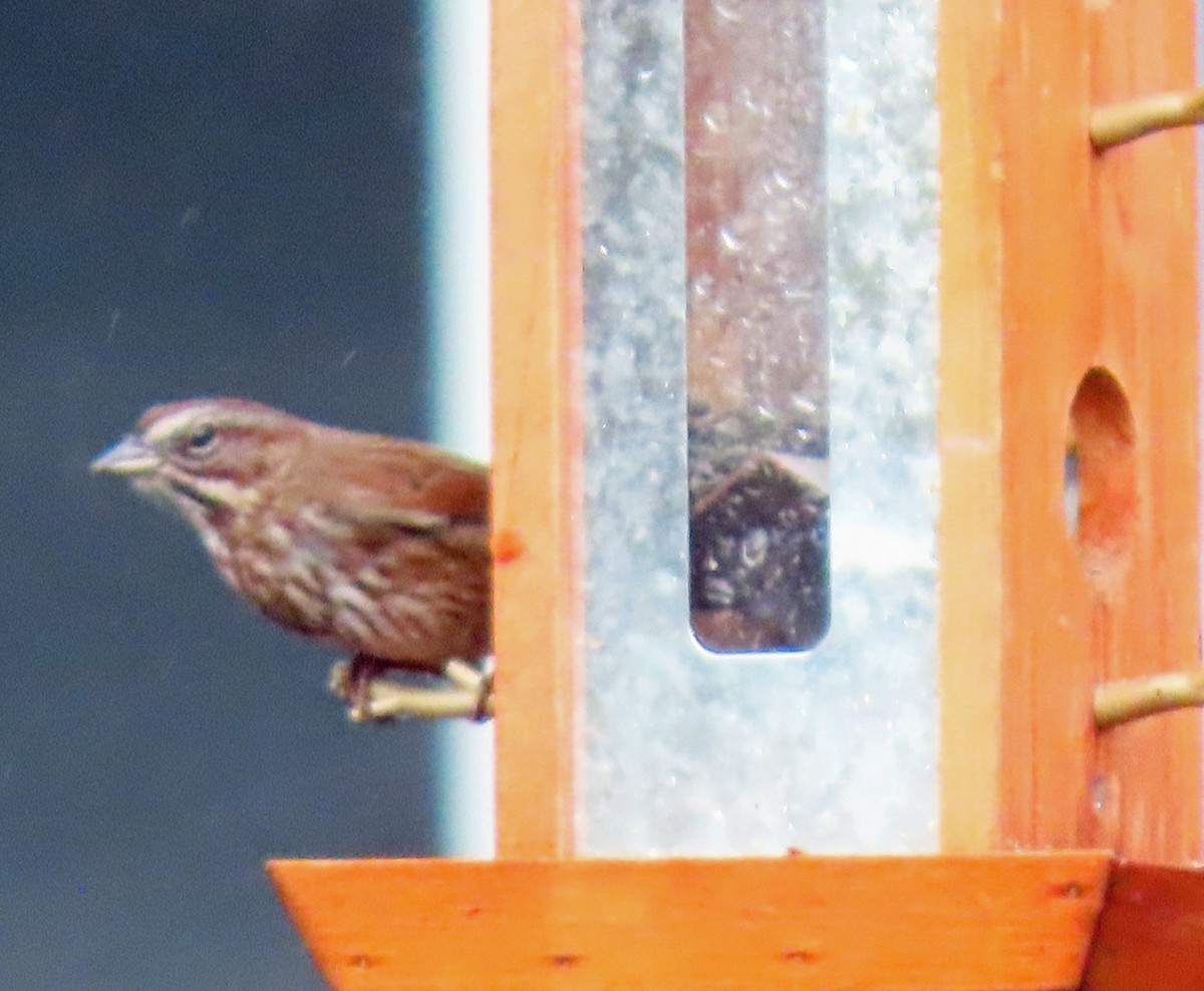 Song Sparrow - ML611875779