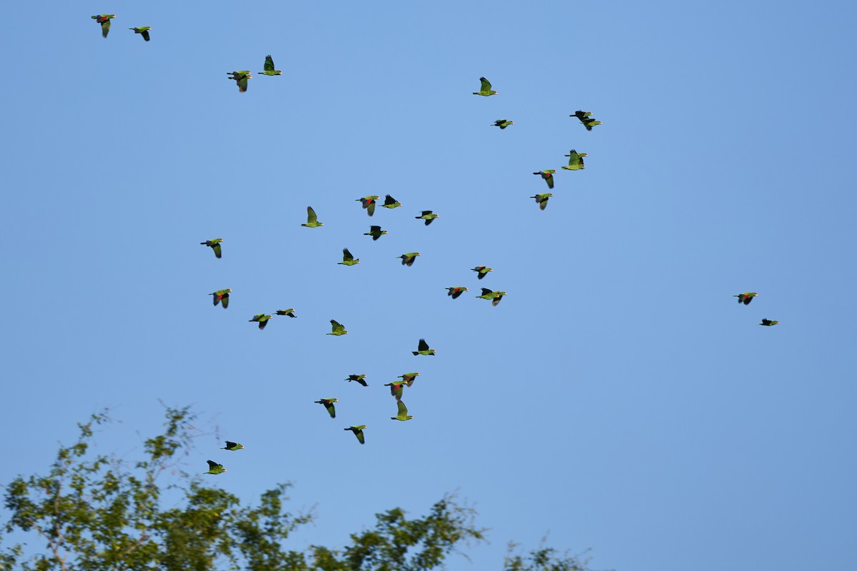 White-fronted Parrot - ML611875802