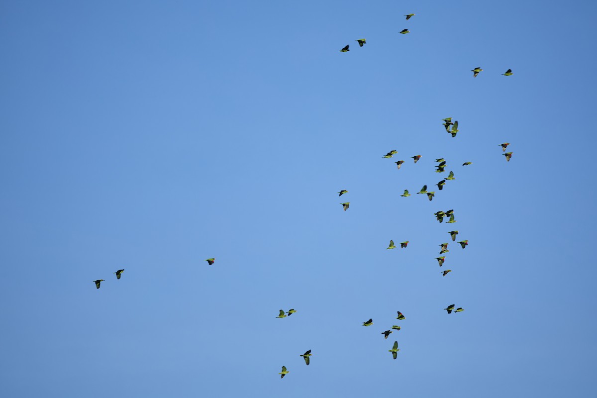 White-fronted Parrot - ML611875803