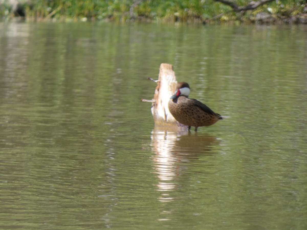 White-cheeked Pintail - ML611875806