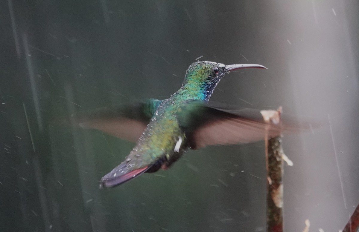 kolibřík tropický - ML611875814