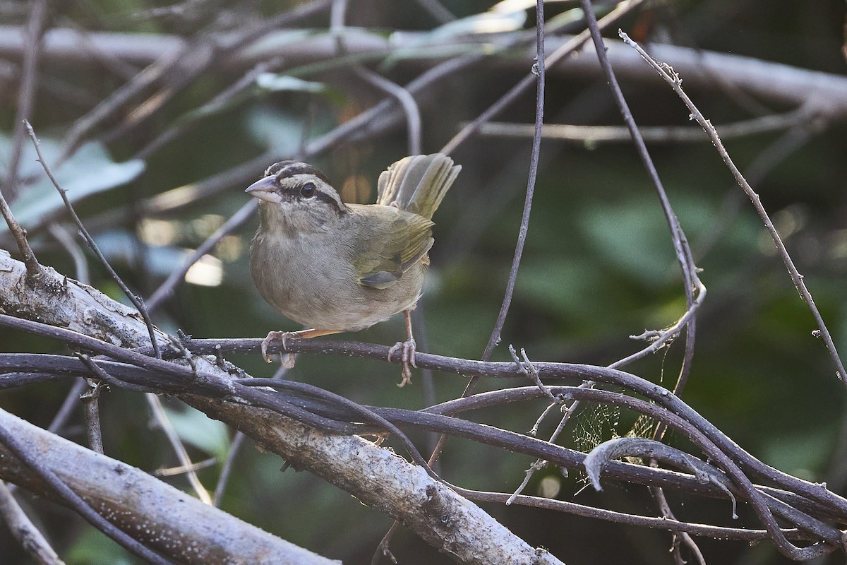 Olive Sparrow - ML611875819