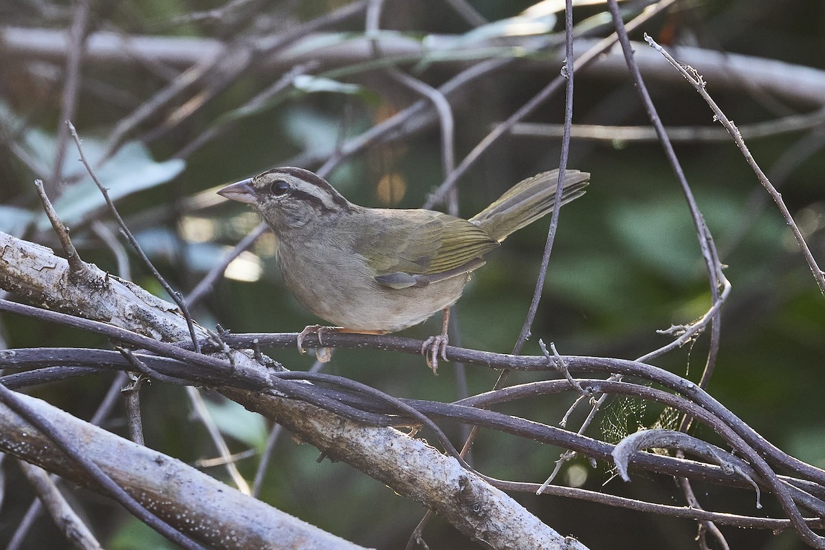 Olive Sparrow - ML611875820