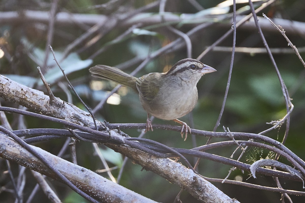 Olive Sparrow - ML611875821