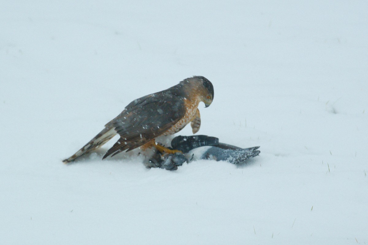 Cooper's Hawk - Marco Vachon