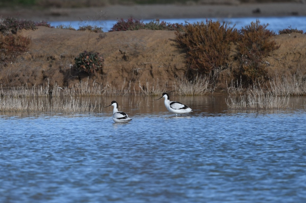 Avocette élégante - ML611875847